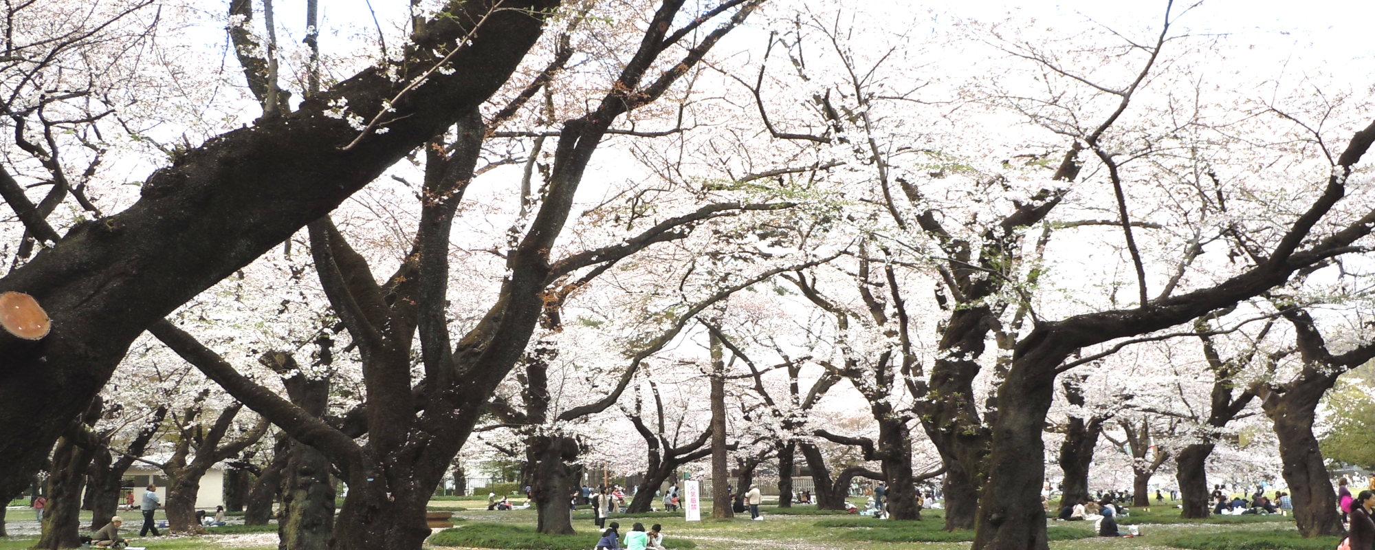 小金井公園桜